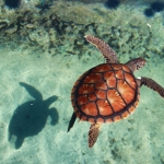 Baby Turtle Mauritius